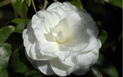 Alba Plena Camellia Japonica - 3 Gallon Pot -Healthy Plant Shop Camellia Alba Plena Flower Closeup 2