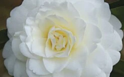 Alba Plena Camellia Japonica - 3 Gallon Pot -Healthy Plant Shop Camellia Alba Plena Flower Closeup