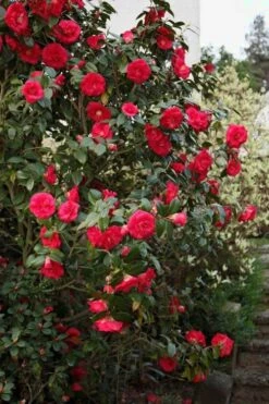 April Tryst Camellia Japonica - 7 Gallon Pot (3-4') -Healthy Plant Shop Camellia April Tryst 2