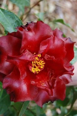 Black Magic Camellia Japonica - 3 Gallon Pot 7 Black Magic Camellia Japonica - 3 Gallon Pot -Healthy Plant Shop Camellia Black Magic 2