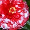 Bobbie Fain Red & White Variegated Camellia Japonica - 3 Gallon Pot