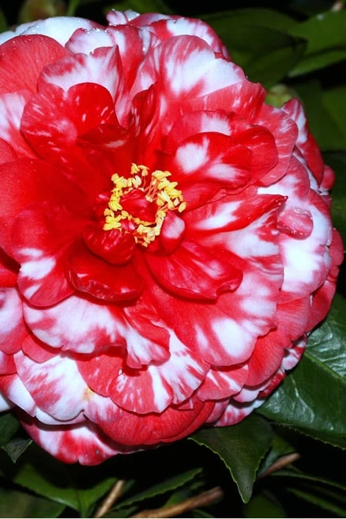 Bobbie Fain Red & White Variegated Camellia Japonica - 1 Gallon Pot 1 Bobbie Fain Red & White Variegated Camellia Japonica - 1 Gallon Pot