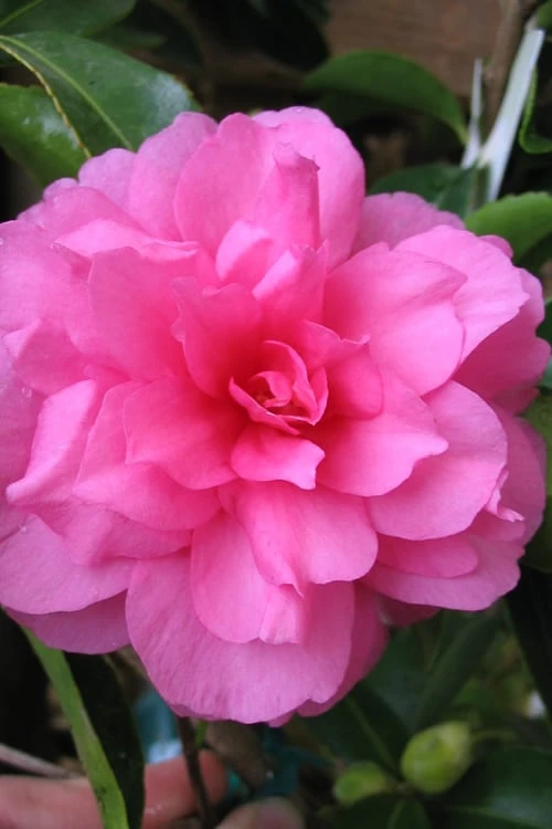Chansonette Dwarf Weeping Camellia Sasanqua - 3 Gallon Pot 1 Chansonette Dwarf Weeping Camellia Sasanqua - 3 Gallon Pot