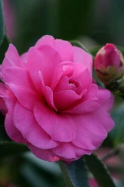 Chansonette Dwarf Weeping Camellia Sasanqua - 3 Gallon Pot 10 Chansonette Dwarf Weeping Camellia Sasanqua - 3 Gallon Pot -Healthy Plant Shop Camellia Chansonette 2