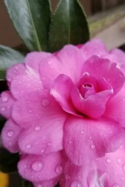 Chansonette Dwarf Weeping Camellia Sasanqua - 3 Gallon Pot 11 Chansonette Dwarf Weeping Camellia Sasanqua - 3 Gallon Pot -Healthy Plant Shop Camellia Chansonette 4