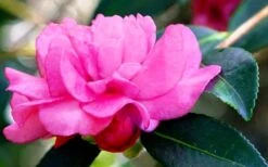 Chansonette Dwarf Weeping Camellia Sasanqua - 3 Gallon Pot 13 Chansonette Dwarf Weeping Camellia Sasanqua - 3 Gallon Pot -Healthy Plant Shop Camellia Chansonette 5