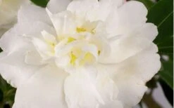 Diana Camellia Sasanqua - 1 Gallon Pot -Healthy Plant Shop Camellia Diana Flower Closeup