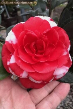 Dixie Knight Supreme Camellia Japonica - 3 Gallon Pot -Healthy Plant Shop Camellia Dixie Knight 10