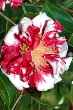 Dixie Knight Supreme Camellia Japonica - 3 Gallon Pot -Healthy Plant Shop Camellia Dixie Knight Supreme 3