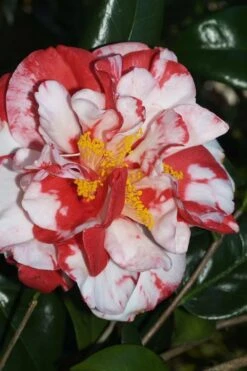 Dixie Knight Supreme Camellia Japonica - 3 Gallon Pot -Healthy Plant Shop Camellia Dixie Knight Supreme 67