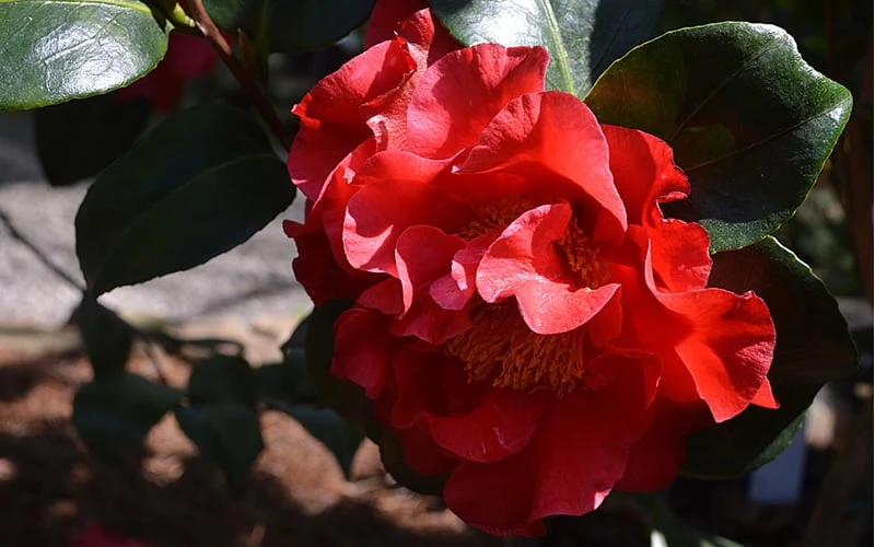 Frank Brownlee Camellia - 3 Gallon Pot 5 Frank Brownlee Camellia - 3 Gallon Pot - Image 5