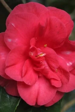 Jolly Roger Camellia Japonica 'Gigantea' - 1 Gallon Pot - SALE! 9 Jolly Roger Camellia Japonica 'Gigantea' - 1 Gallon Pot - SALE! -Healthy Plant Shop Camellia Gigantea 10
