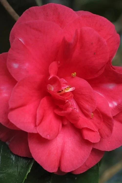Jolly Roger Camellia Japonica 'Gigantea' - 1 Gallon Pot - SALE! 5 Jolly Roger Camellia Japonica 'Gigantea' - 1 Gallon Pot - SALE! - Image 5