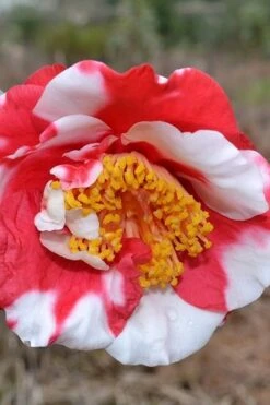 Jolly Roger Camellia Japonica 'Gigantea' - 1 Gallon Pot - SALE! 8 Jolly Roger Camellia Japonica 'Gigantea' - 1 Gallon Pot - SALE! -Healthy Plant Shop Camellia Gigantea 5