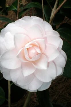 Goggy Camellia Japonica - 1 Gallon Pot 7 Goggy Camellia Japonica - 1 Gallon Pot -Healthy Plant Shop Camellia Goggy 3
