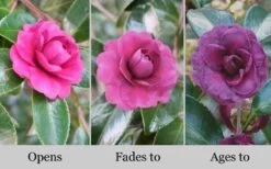 Green's Blues Dwarf Camellia Sasanqua - 1 Gallon Pot -Healthy Plant Shop Camellia Greens Blues 10 1