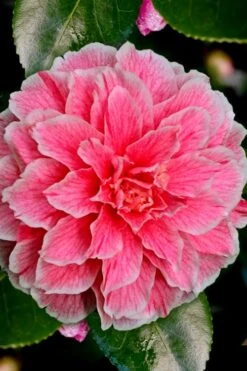 Brilliant Gem Fragrant Camellia Japonica - Herme - 3 Gallon Pot 11 Brilliant Gem Fragrant Camellia Japonica - Herme - 3 Gallon Pot -Healthy Plant Shop Camellia Hermes 6