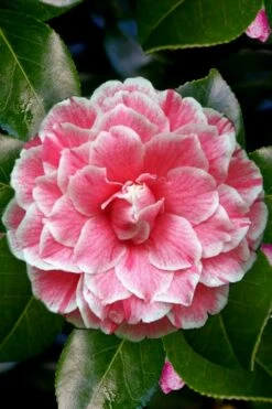 Brilliant Gem Fragrant Camellia Japonica - Herme - 3 Gallon Pot 10 Brilliant Gem Fragrant Camellia Japonica - Herme - 3 Gallon Pot -Healthy Plant Shop Camellia Herrmes 4