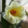 Kicho Yellow Camellia Japonica - 3 Gallon Pot