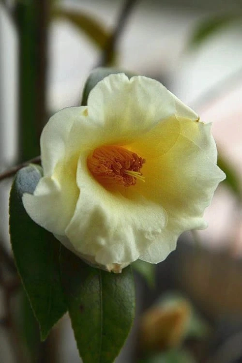 Kicho Yellow Camellia Japonica - 3 Gallon Pot 1 Kicho Yellow Camellia Japonica - 3 Gallon Pot