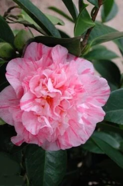 Kick Off Camellia Japonica - 1 Gallon Pot 10 Kick Off Camellia Japonica - 1 Gallon Pot -Healthy Plant Shop Camellia Kick Off 2