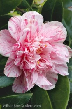 Kick Off Camellia Japonica - 1 Gallon Pot 11 Kick Off Camellia Japonica - 1 Gallon Pot -Healthy Plant Shop Camellia Kick Off 4