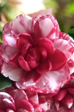 Kiku-Toji Camellia Japonica - 3 Gallon Pot 7 Kiku-Toji Camellia Japonica - 3 Gallon Pot -Healthy Plant Shop Camellia Kiku Toji 1