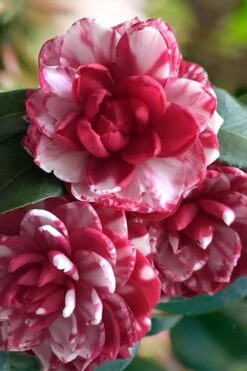 Kiku-Toji Camellia Japonica - 3 Gallon Pot