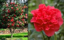 Kramers Supreme Red Double Camellia Japonica - 2 Gallon Pot -Healthy Plant Shop Camellia Kramers Supreme 2