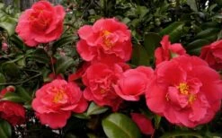 Kramers Supreme Red Double Camellia Japonica - 2 Gallon Pot -Healthy Plant Shop Camellia Kramers Supreme 52