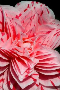 Front Page 26 Les Marbury Camellia Japonica - 1 Gallon Pot