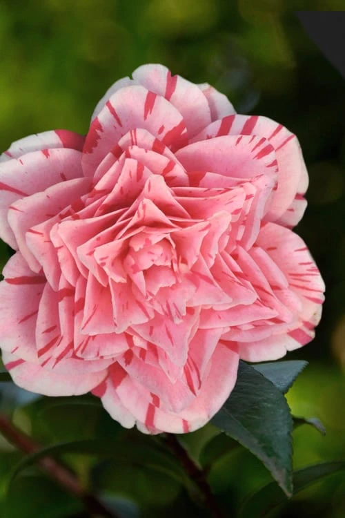 Les Marbury Camellia Japonica - 1 Gallon Pot 5 Les Marbury Camellia Japonica - 1 Gallon Pot - Image 5