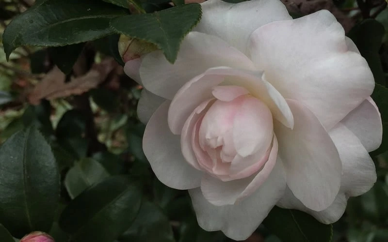 October Magic Dawn Camellia - 3 Gallon Pot 4 October Magic Dawn Camellia - 3 Gallon Pot - Image 4