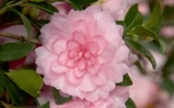 October Magic Pink Perplexion Camellia - 3 Gallon Pot -Healthy Plant Shop Camellia October Magic Pink Perplexion