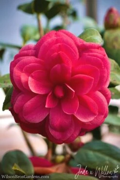 Purple Dawn Camellia Japonica - 3 Gallon Pot -Healthy Plant Shop Camellia Purple Dawn JW 1
