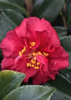 Reverend Ida Red ShiShi Gashira Dwarf Camellia Sasanqua - 3 Gallon Pot 7 Reverend Ida Red ShiShi Gashira Dwarf Camellia Sasanqua - 3 Gallon Pot -Healthy Plant Shop Camellia Reverend Ida 3