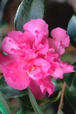 Sparkling Burgundy Camellia Sasanqua - 1 Gallon Pot -Healthy Plant Shop Camellia Sparkling Burgundy 21