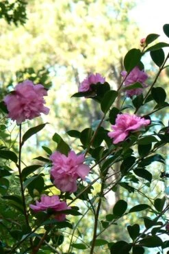 Sparkling Burgundy Camellia Sasanqua - 1 Gallon Pot -Healthy Plant Shop Camellia Sparkling Burgundy 24