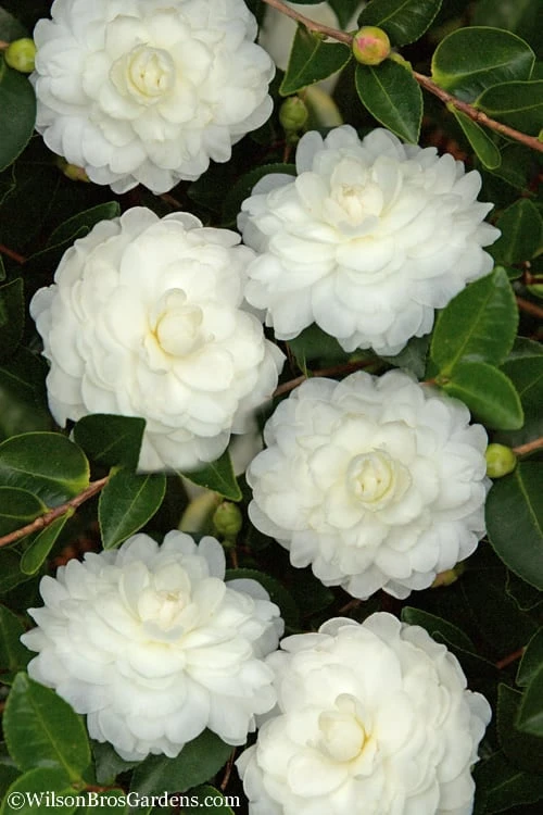 October Magic White Shishi Gashira Dwarf Camellia Sasanqua - 3 Gallon Pot 1 October Magic White Shishi Gashira Dwarf Camellia Sasanqua - 3 Gallon Pot