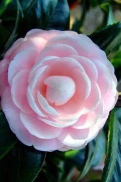 Winter's Rose Cold Hardy Dwarf Camellia - 2 Gallon Pot 7 Winter's Rose Cold Hardy Dwarf Camellia - 2 Gallon Pot -Healthy Plant Shop Camellia Winters Rose 6