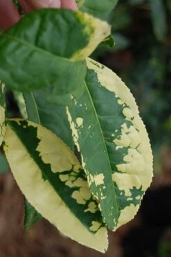Yellow Big Leaf Tea Plant - Camellia Sinensis - 1 Gallon Pot 7 Yellow Big Leaf Tea Plant - Camellia Sinensis - 1 Gallon Pot -Healthy Plant Shop Camellia Yellow Big Leaf Leaves