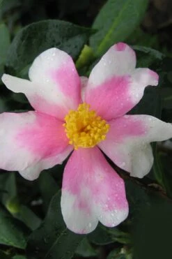 Yume Camellia Sasanqua - 3 Gallon Pot -Healthy Plant Shop Camellia Yume 2
