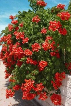Balboa Sunset Trumpet Vine (Campsis Radicans) - 5 Gallon Pot