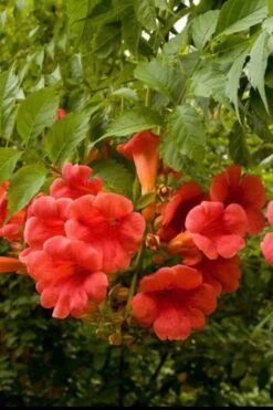 Balboa Sunset Trumpet Vine (Campsis Radicans) - 5 Gallon Pot -Healthy Plant Shop Campsis Balboa Sunset 2