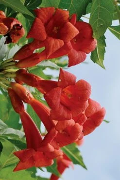 Balboa Sunset Trumpet Vine (Campsis Radicans) - 5 Gallon Pot -Healthy Plant Shop Campsis Balboa Sunset 3
