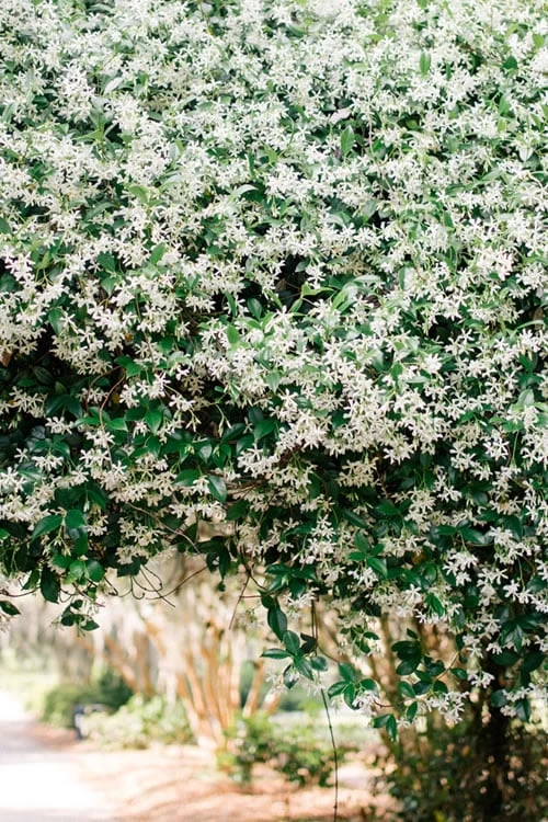 Madison Confederate Jasmine - 6 Pack Of 1 Gallon Pots 5 Madison Confederate Jasmine - 6 Pack Of 1 Gallon Pots - Image 5