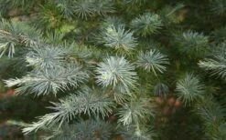 Patti Faye Deodar Cedar - 7 Gallon Pot -Healthy Plant Shop Ceadr Deodar Patti Faye 6