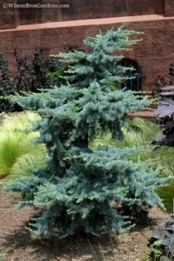 Horstmann Dwarf Blue Atlas Cedar - 2 Gallon Pot