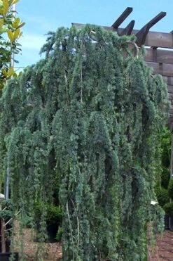 Weeping Blue Atlas Cedar - 1 Gallon Pot -Healthy Plant Shop Cedar Weeping Blue Atlas 1