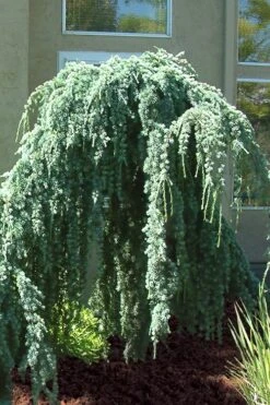 Weeping Blue Atlas Cedar - 1 Gallon Pot -Healthy Plant Shop Cedar Weeping Blue Atlas 4